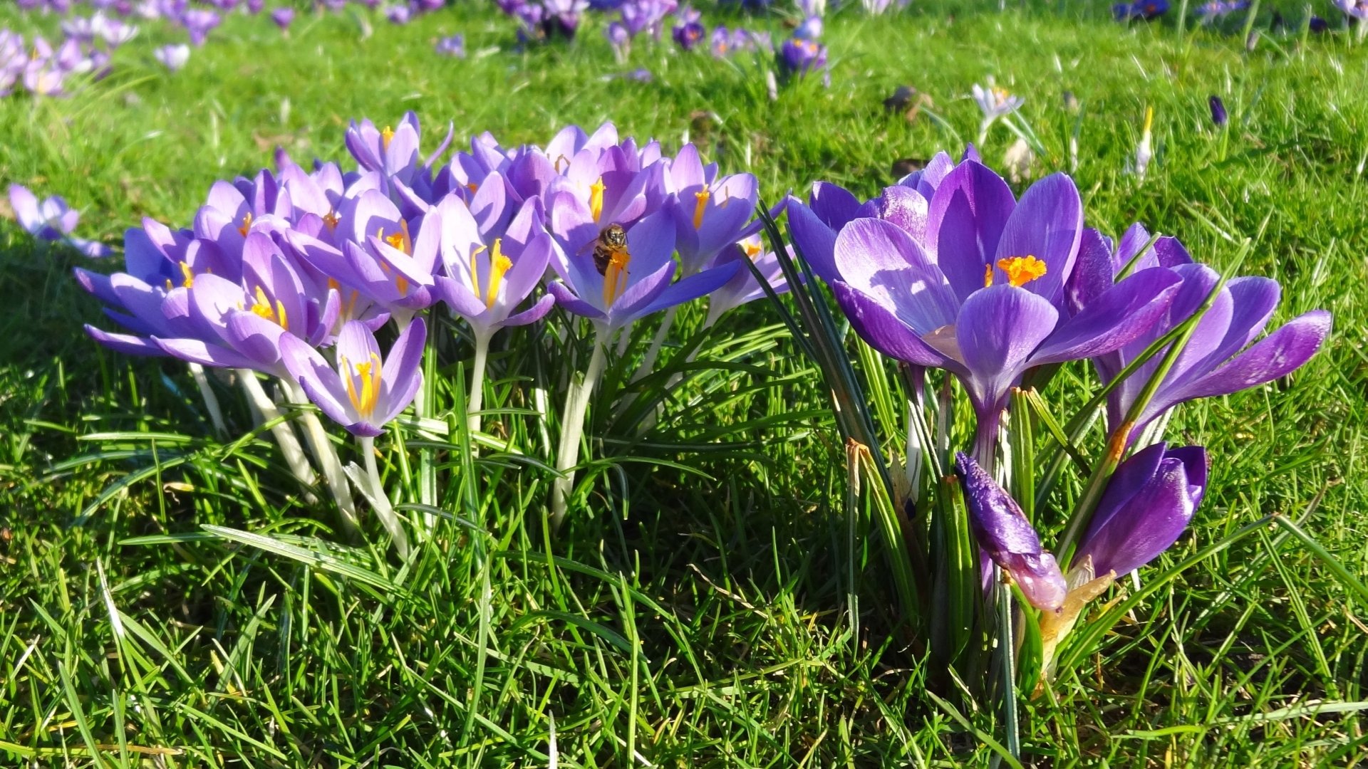 Download Nature Crocus HD Wallpaper