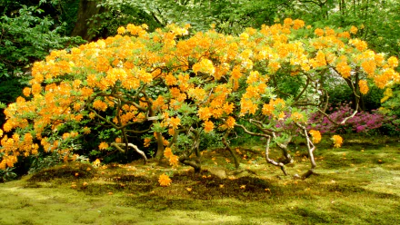 nature azalea HD Desktop Wallpaper | Background Image