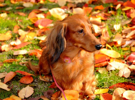 A charming dachshund sits among vibrant autumn leaves, beautifully capturing the essence of the season in this HD wallpaper background.