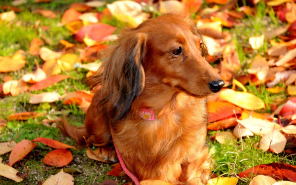 A charming dachshund sits among vibrant autumn leaves, beautifully capturing the essence of the season in this HD wallpaper background.