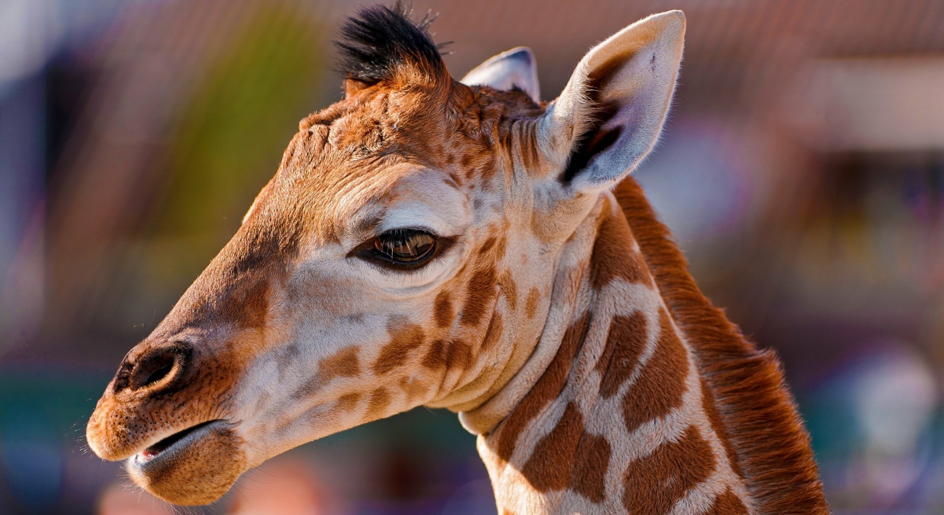 Giraffe Portrait: HD Animal Wallpaper