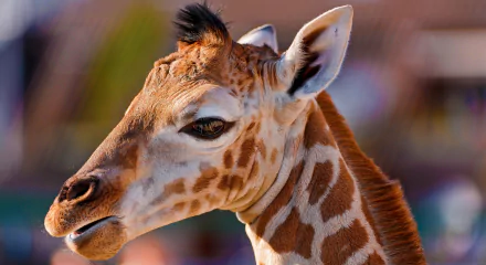HD desktop wallpaper featuring a close-up of a giraffe's head, showcasing detailed fur and patterned skin.