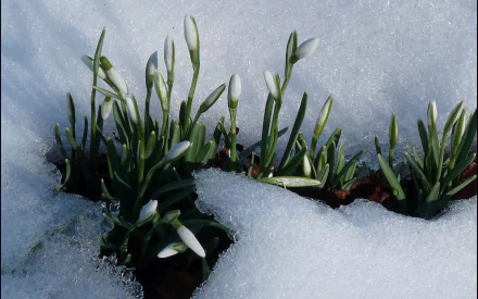 A serene nature scene featuring snowdrop flowers emerging from a layer of snow, creating a beautiful contrast. Ideal for HD PC desktop wallpaper and backgrounds.