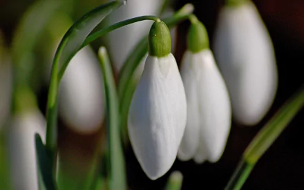 nature snowdrop HD Desktop Wallpaper | Background Image