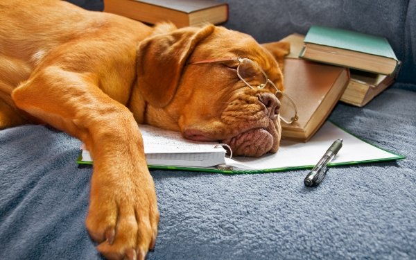 Animal Dogue de Bordeaux Dogs Dog Glasses Book Mastiff HD Wallpaper | Background Image