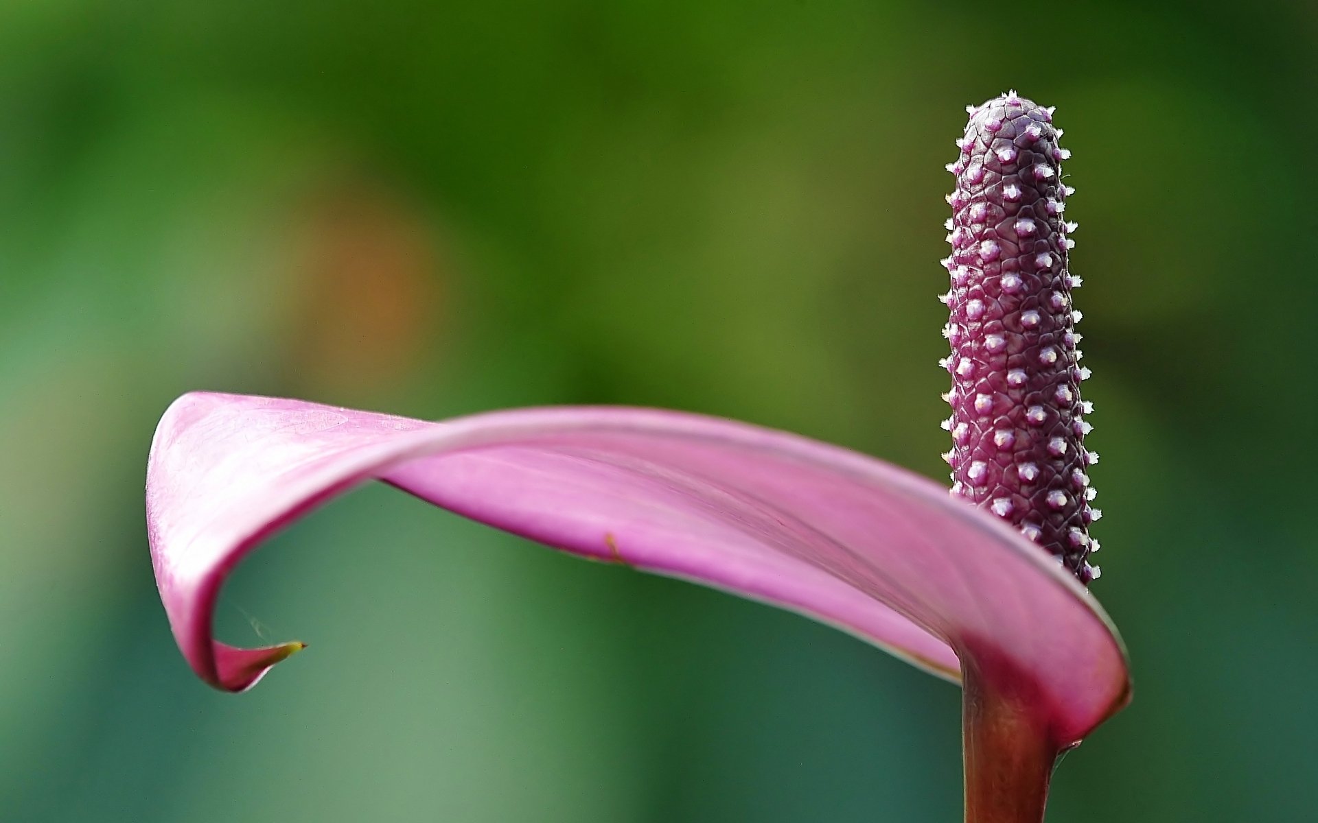 Download Nature Anthurium HD Wallpaper