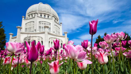 Vibrant pink and purple flowers bloom in front of the white Baha'i Temple under a bright blue sky, creating a stunning HD desktop wallpaper with religious and floral elements.