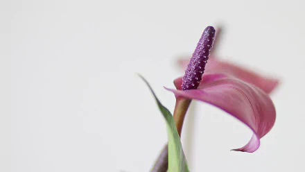 nature anthurium HD Desktop Wallpaper | Background Image