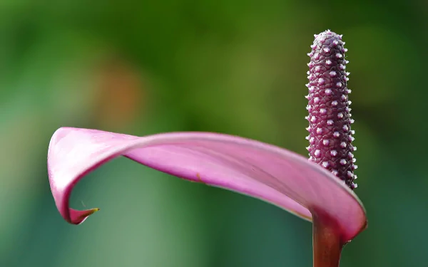 nature anthurium HD Desktop Wallpaper | Background Image