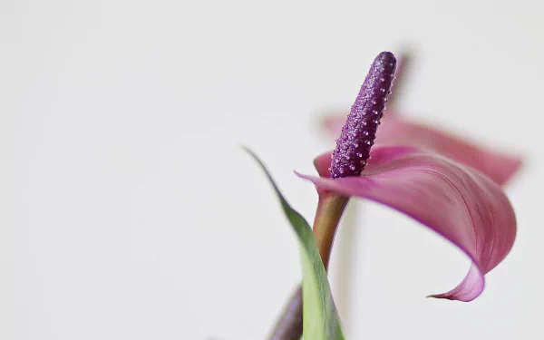 nature anthurium HD Desktop Wallpaper | Background Image