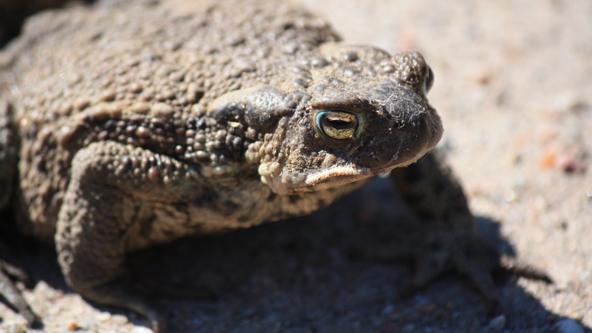 Download Animal Toad 4k Ultra HD Wallpaper