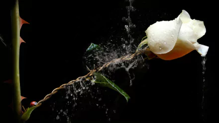 HD PC desktop wallpaper featuring a close-up photography manipulation of a white rose entwined with barb wire, set against a black background with water droplets.