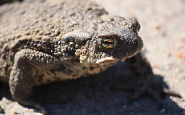 Animal toad HD Desktop Wallpaper | Background Image