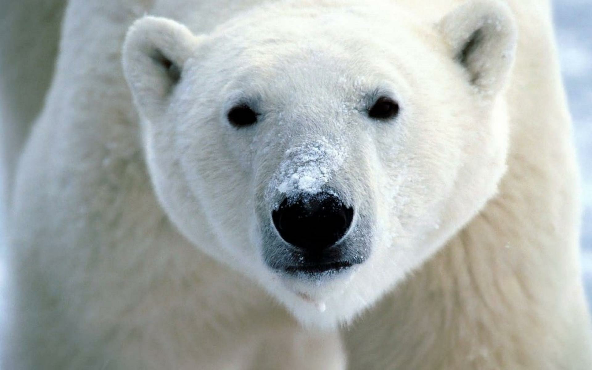 Close-up HD desktop wallpaper of a polar bear with a snow-covered nose, showcasing the animal's white fur and dark eyes against a blurred natural background.