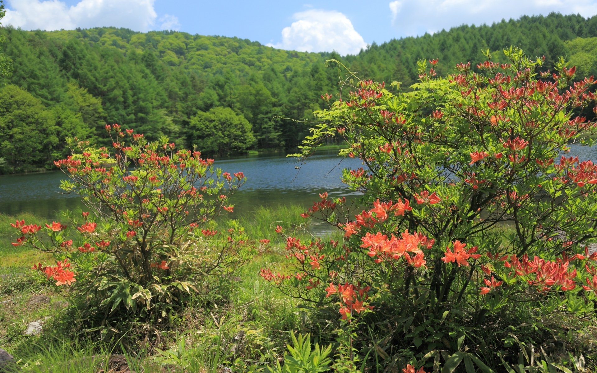 Download Nature Azalea HD Wallpaper