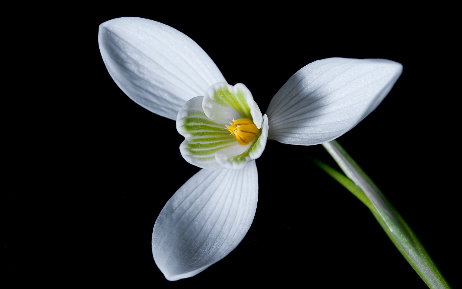 Download Nature Snowdrop HD Wallpaper