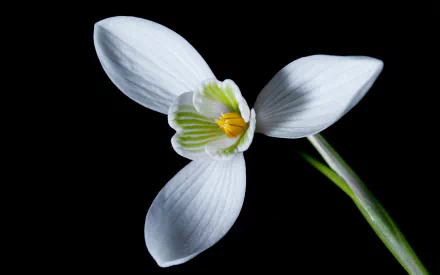 nature snowdrop HD Desktop Wallpaper | Background Image