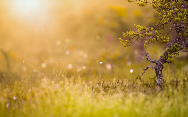 HD desktop wallpaper of a serene natural scene featuring a small bonsai tree amid tall grass, bathed in warm, golden sunlight.