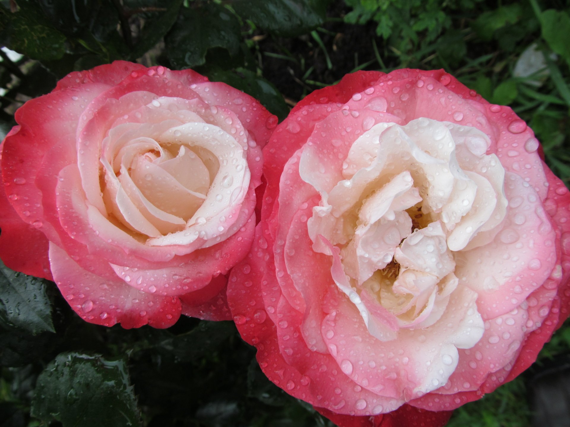 Close-up of two pink and white roses with water droplets, showcasing vibrant nature detail in 4K Ultra HD quality as a PC desktop wallpaper and background.