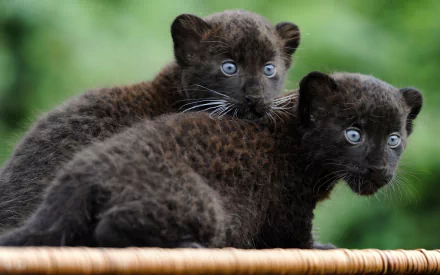 HD desktop wallpaper featuring two young black panthers with intense blue eyes, positioned closely on a woven surface against a lush green backdrop.