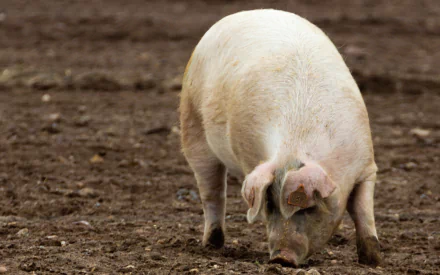 A close-up of a pig foraging on the ground, showcasing its features in a natural setting. This HD image serves as a desktop wallpaper and background.