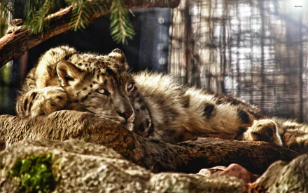 HD PC desktop wallpaper featuring a resting snow leopard surrounded by natural elements, capturing the animal's calm and majestic presence.