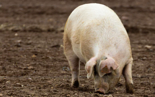 A close-up of a pig foraging on the ground, showcasing its features in a natural setting. This HD image serves as a desktop wallpaper and background.