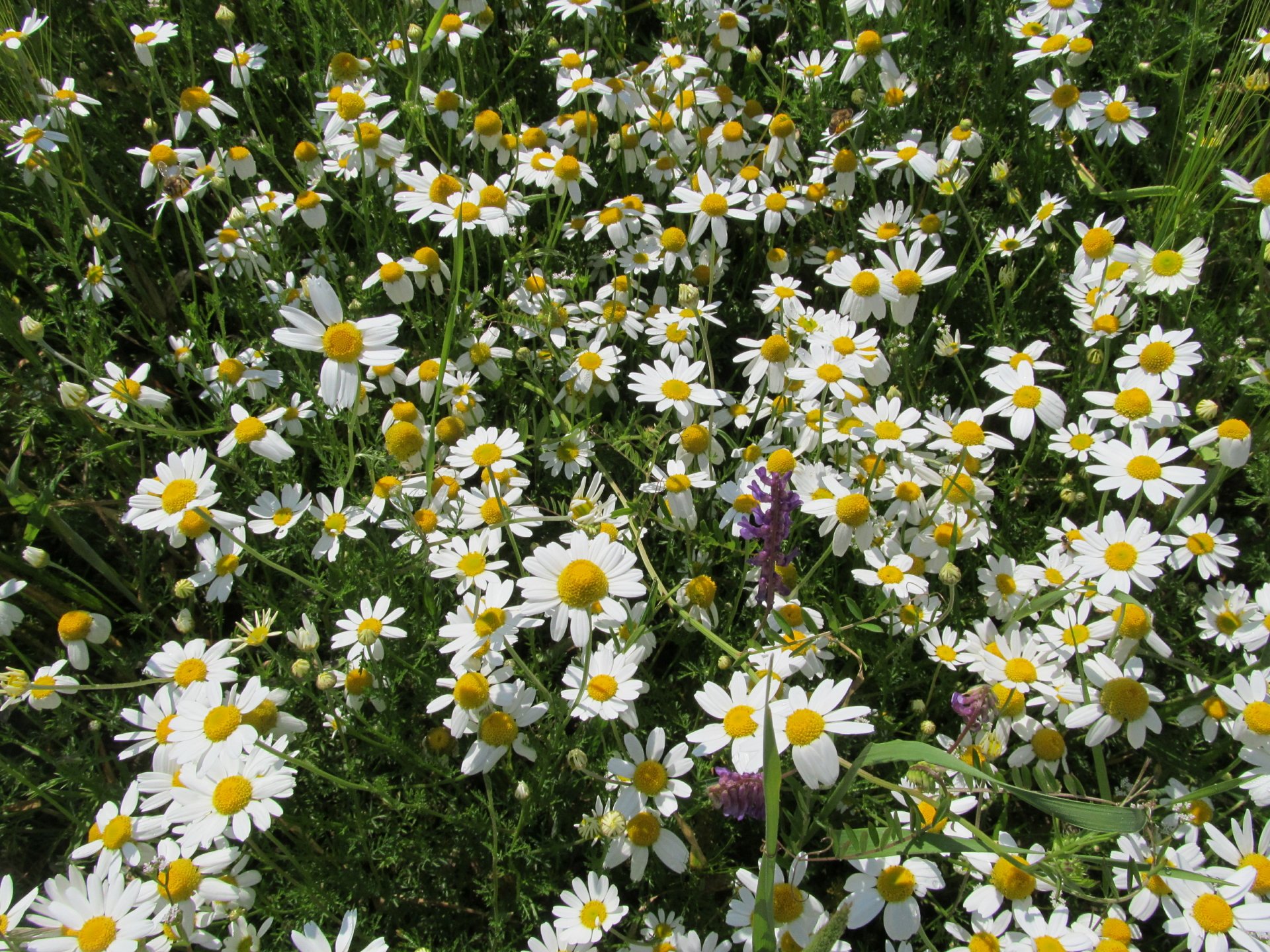 4K Ultra HD PC desktop wallpaper showing a sunlit meadow of white daisies with yellow centers amid green grasses and a few purple wildflowers.