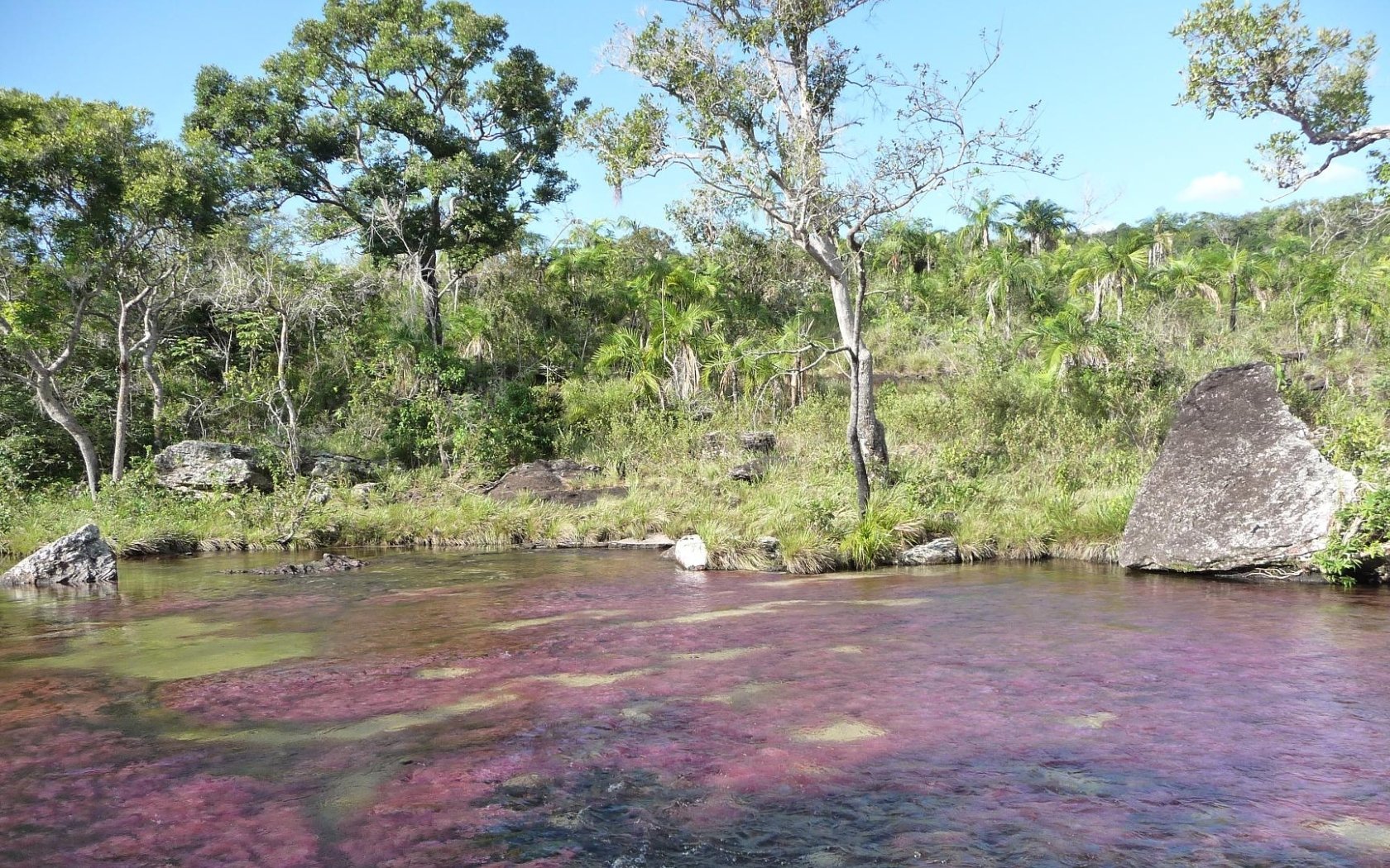 Download Nature Caño Cristales Wallpaper