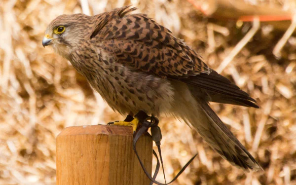 HD PC desktop wallpaper featuring a close-up of a kestrel bird perched on a wooden post against a blurred natural background.