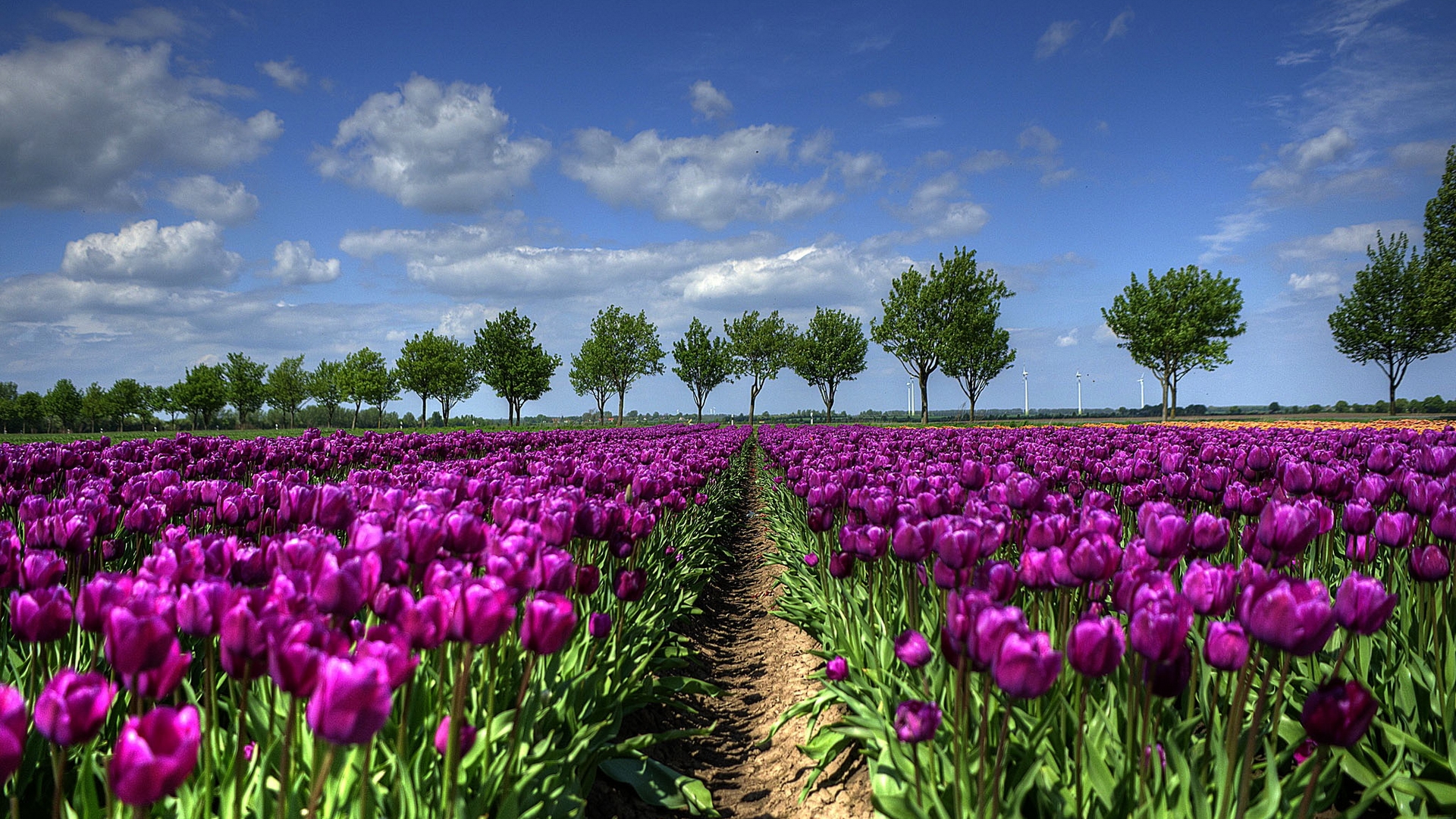 Download Nature Tulip HD Wallpaper