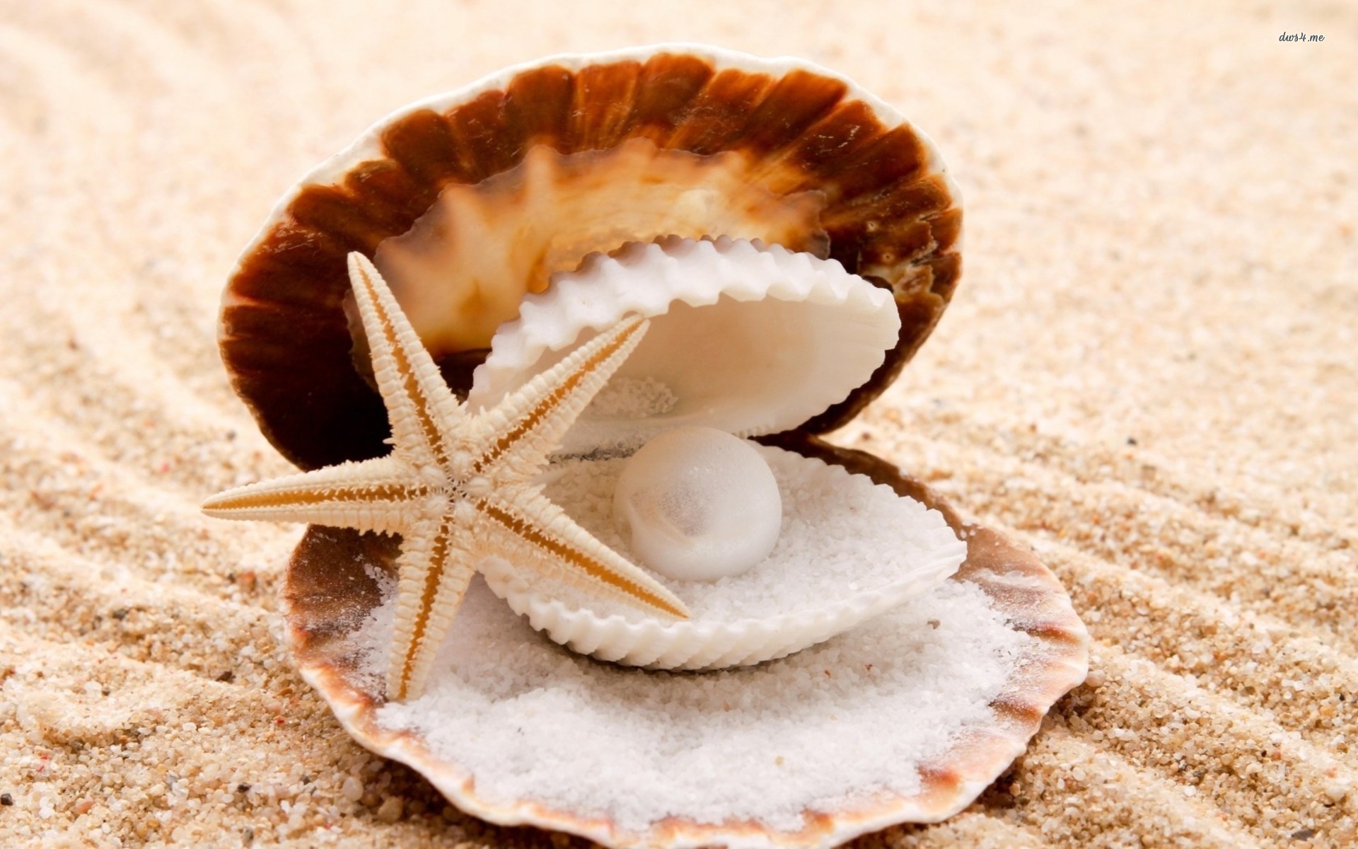 Earth Shell HD Wallpaper | Background Image