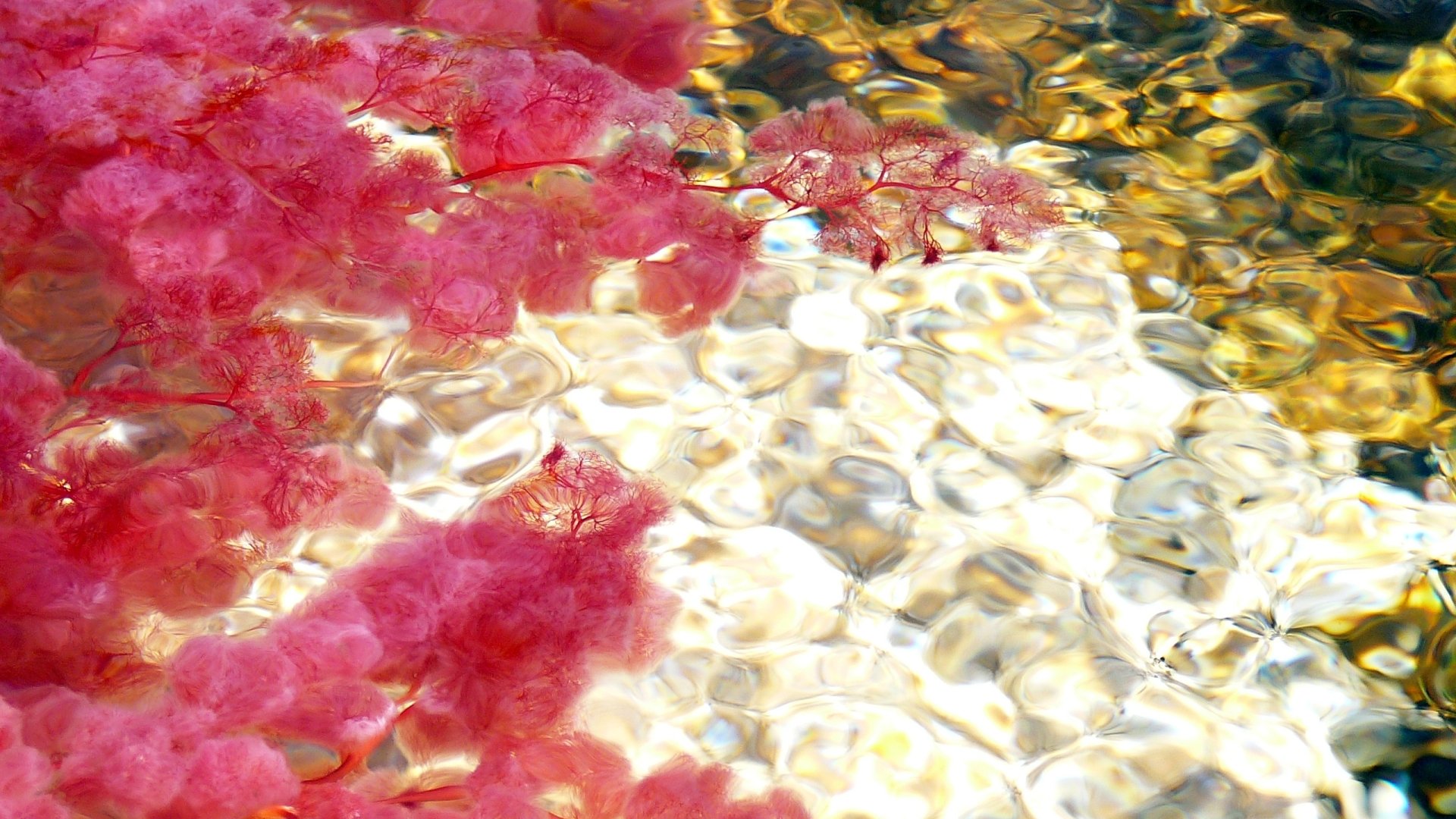 Download Nature Caño Cristales HD Wallpaper