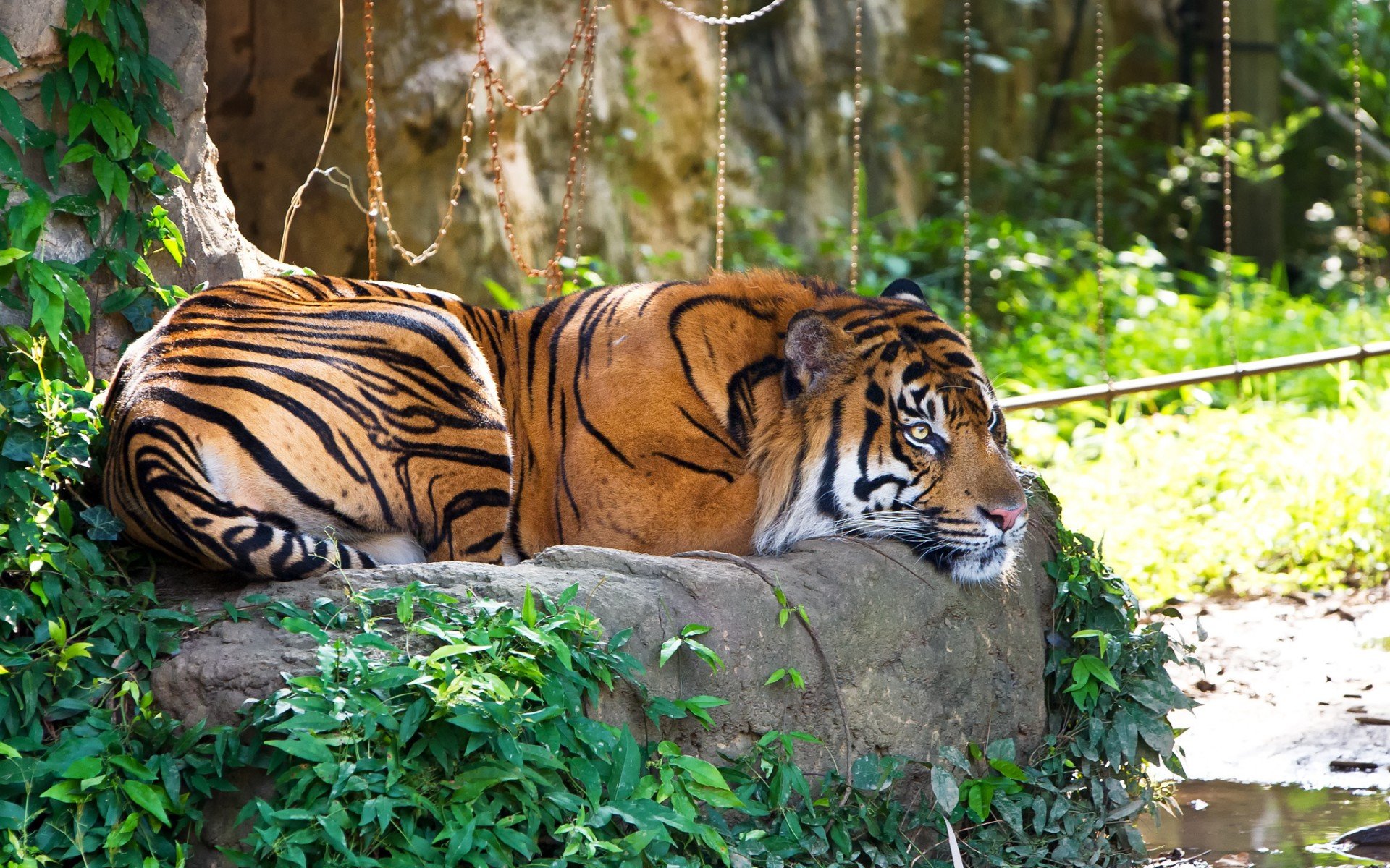 Tigre Fond d'écran HD | Arrière-Plan | 1920x1200 | ID:514048 - Wallpaper Abyss