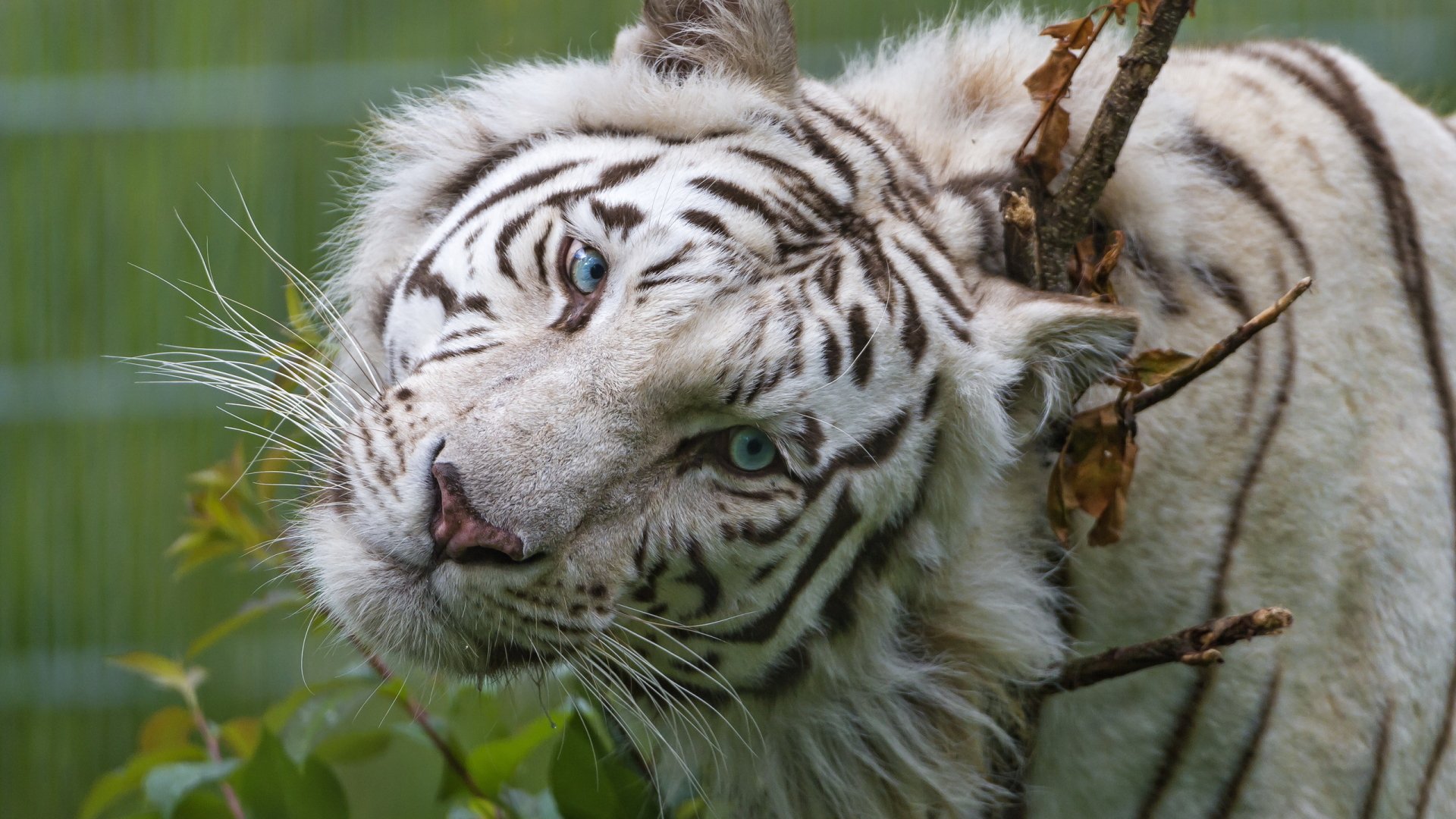 Close-up of a white tiger with blue eyes in nature, captured in high definition for a PC desktop wallpaper and background.