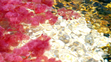 nature Caño Cristales HD Desktop Wallpaper | Background Image