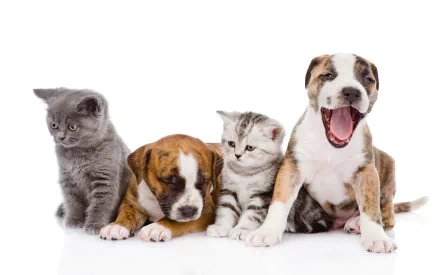 Animal cute HD Desktop Wallpaper | Background Image