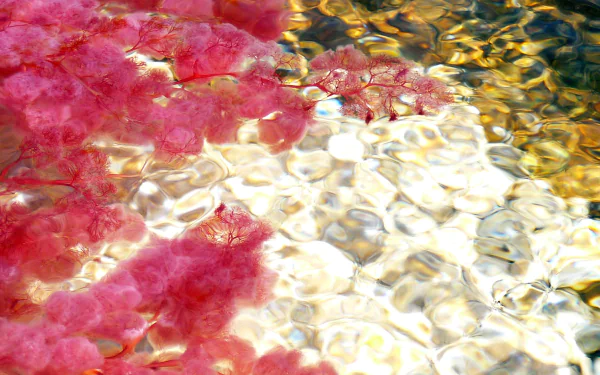 nature Caño Cristales HD Desktop Wallpaper | Background Image