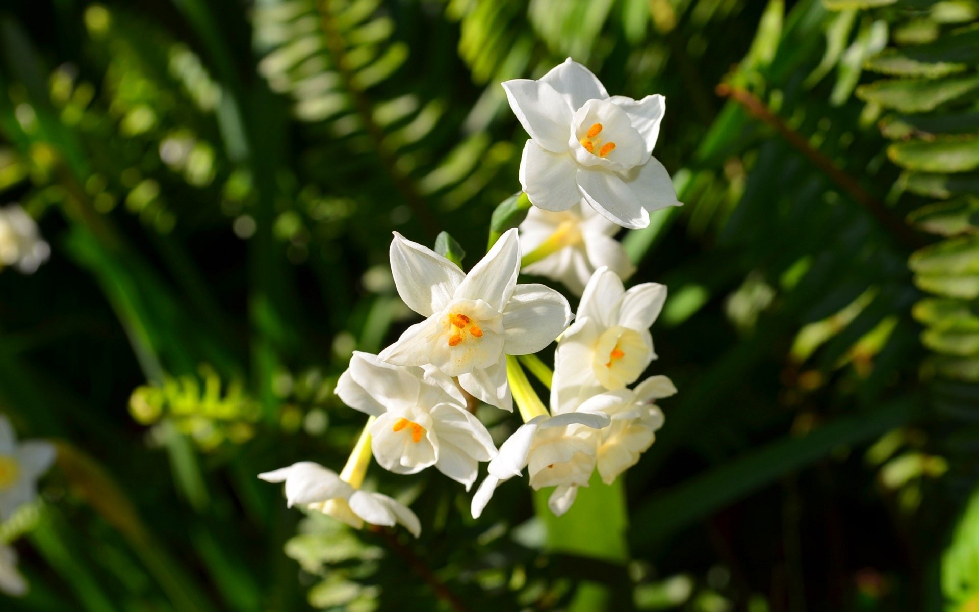 Close-up of white paperwhite narcissus (daffodil) cluster with yellow centers against blurred green foliage, HD PC desktop wallpaper background.