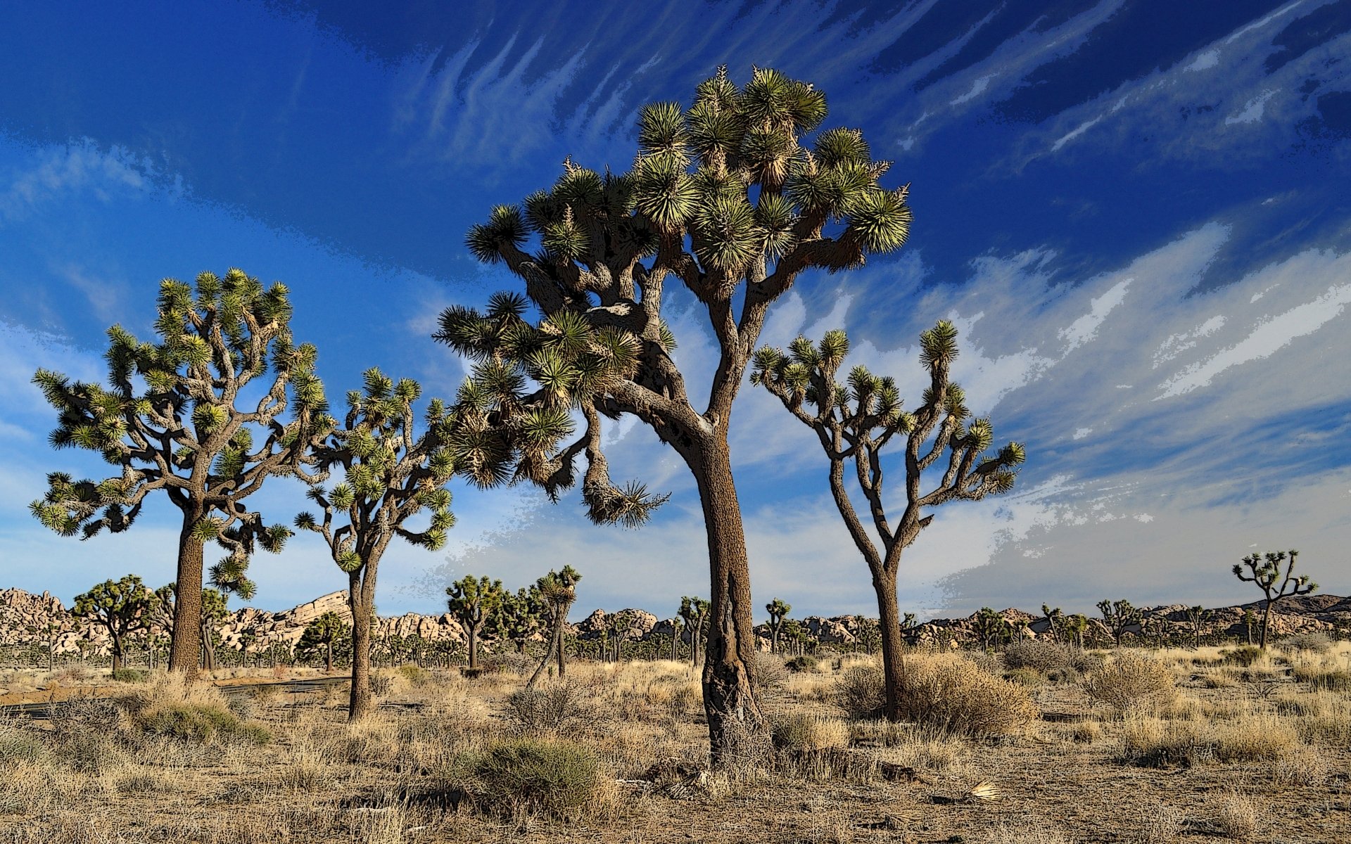 Nature Joshua Tree National Park HD Wallpaper