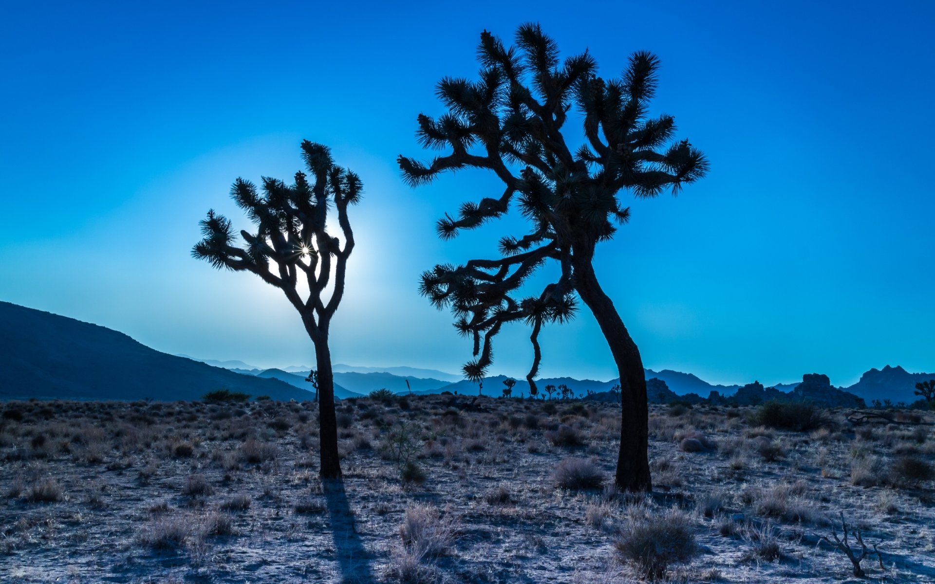 HD desktop wallpaper featuring silhouetted Joshua trees in the California desert at dusk, capturing the natural beauty of Joshua Tree National Park, USA.