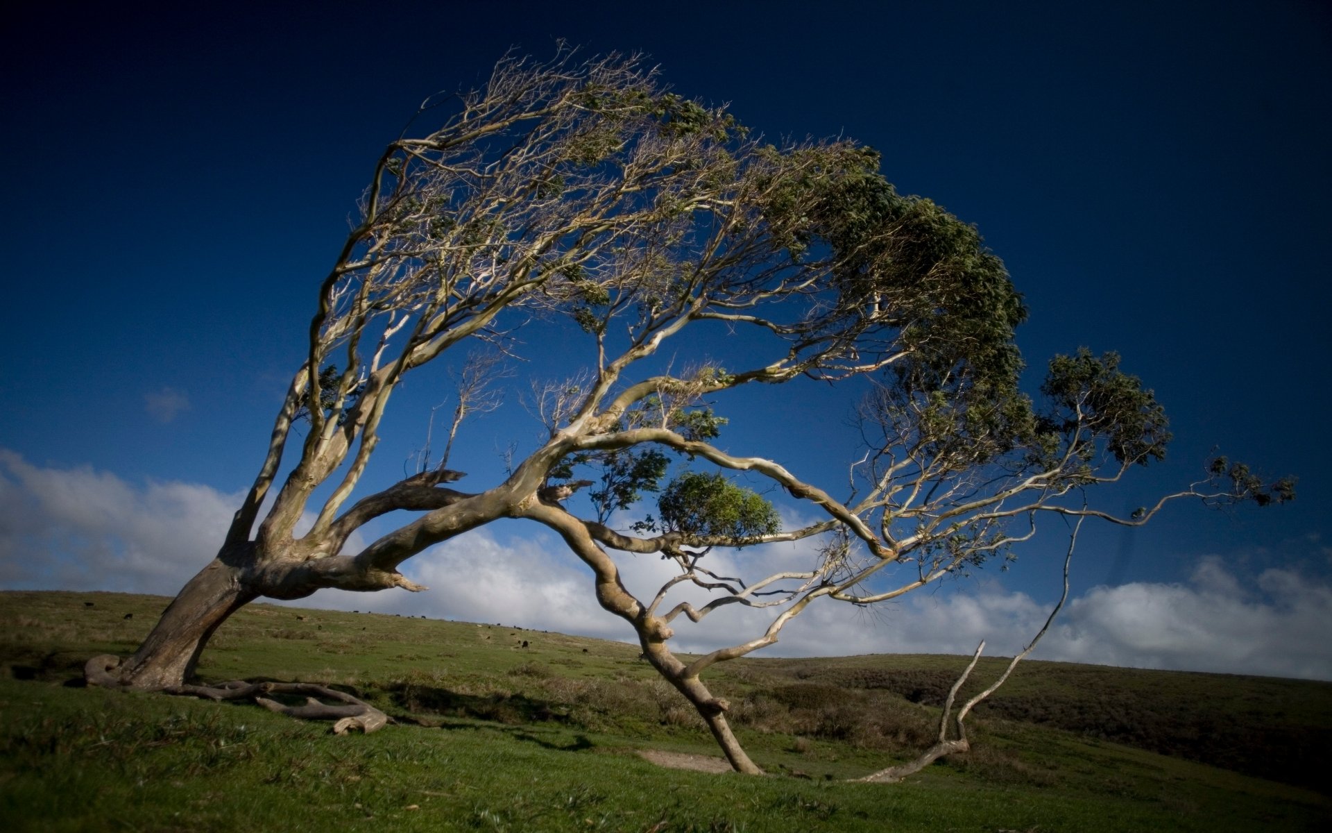 Download Nature Twisted Tree HD Wallpaper