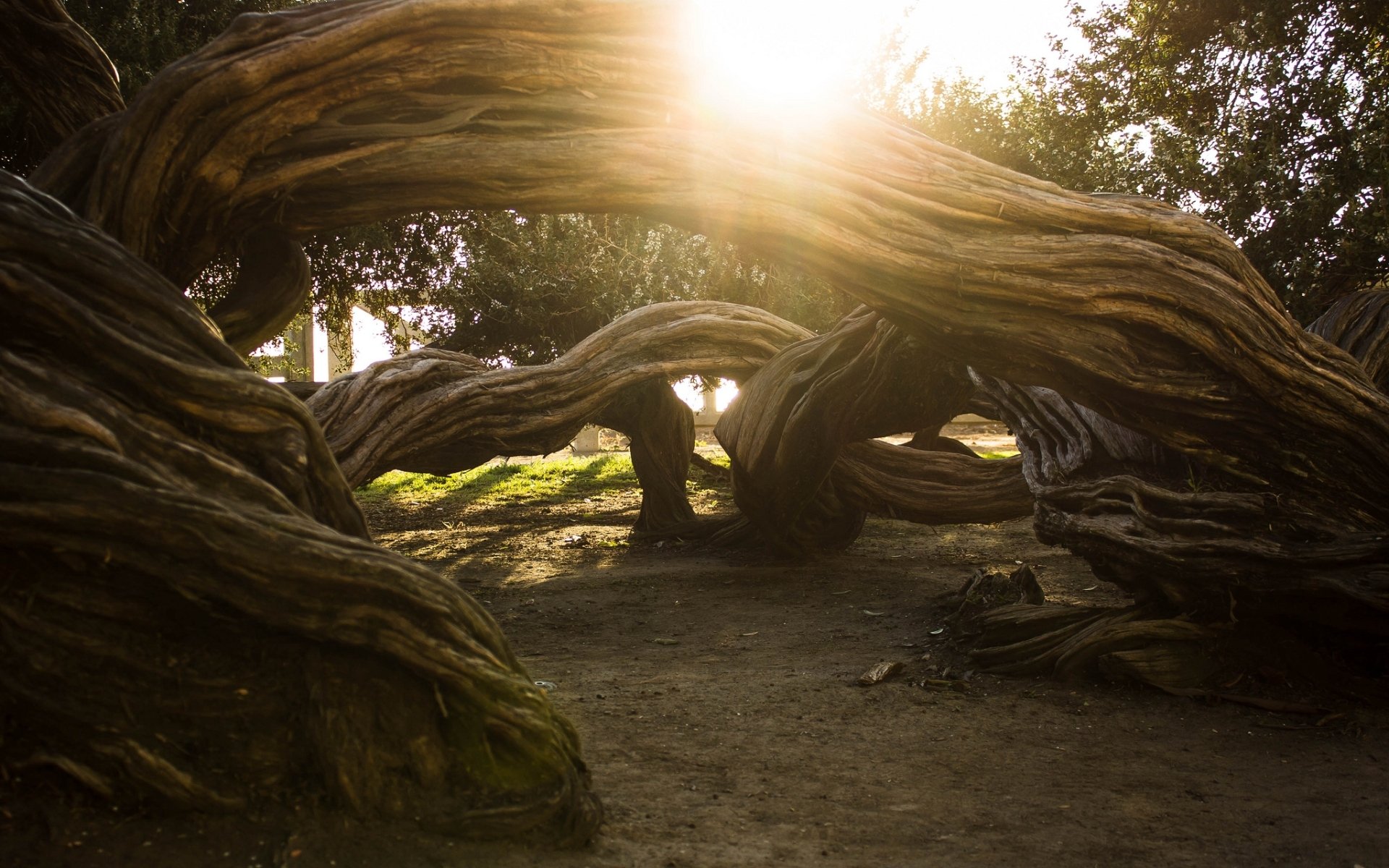 Download Nature Twisted Tree HD Wallpaper