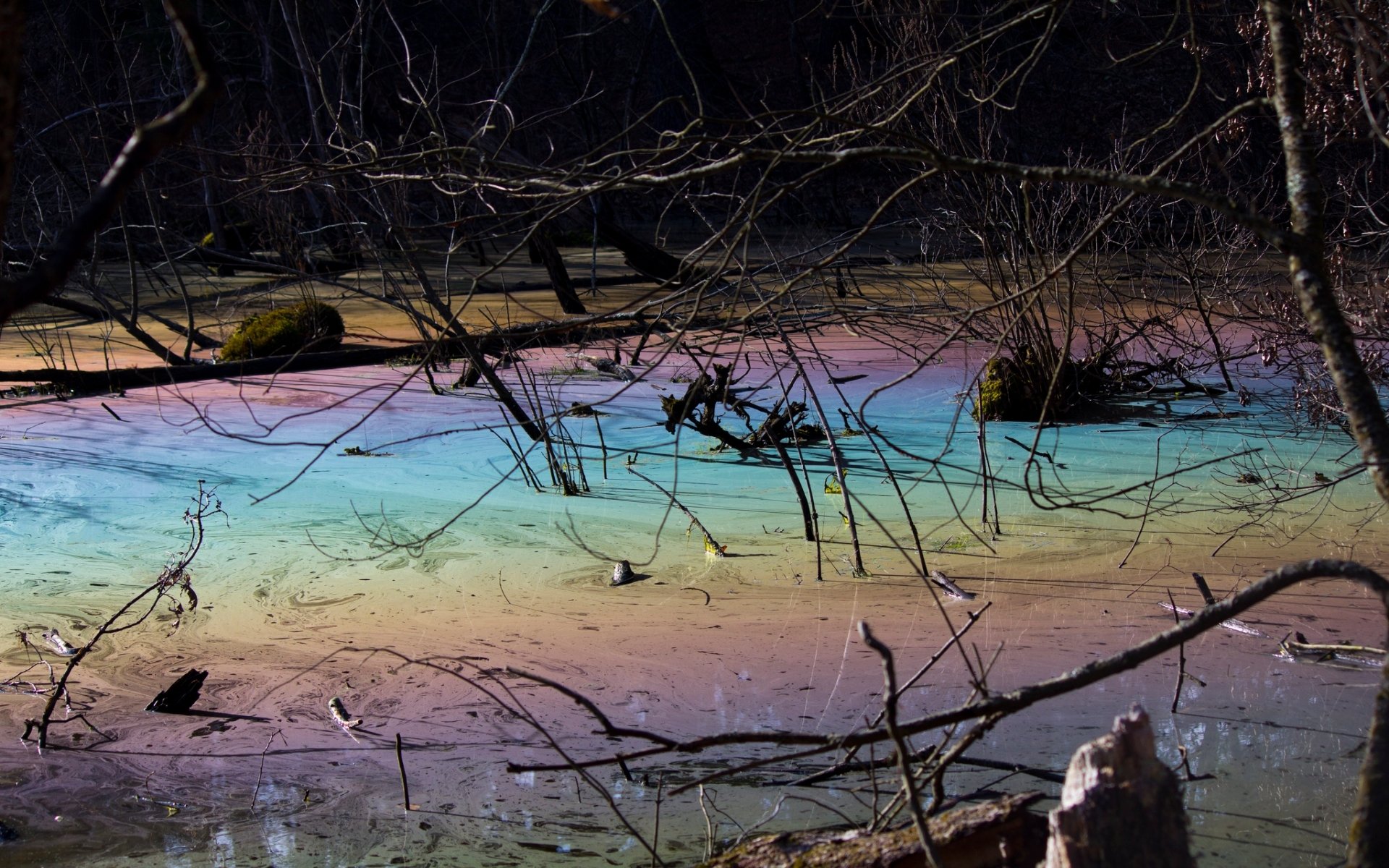 Download Nature Swamp HD Wallpaper