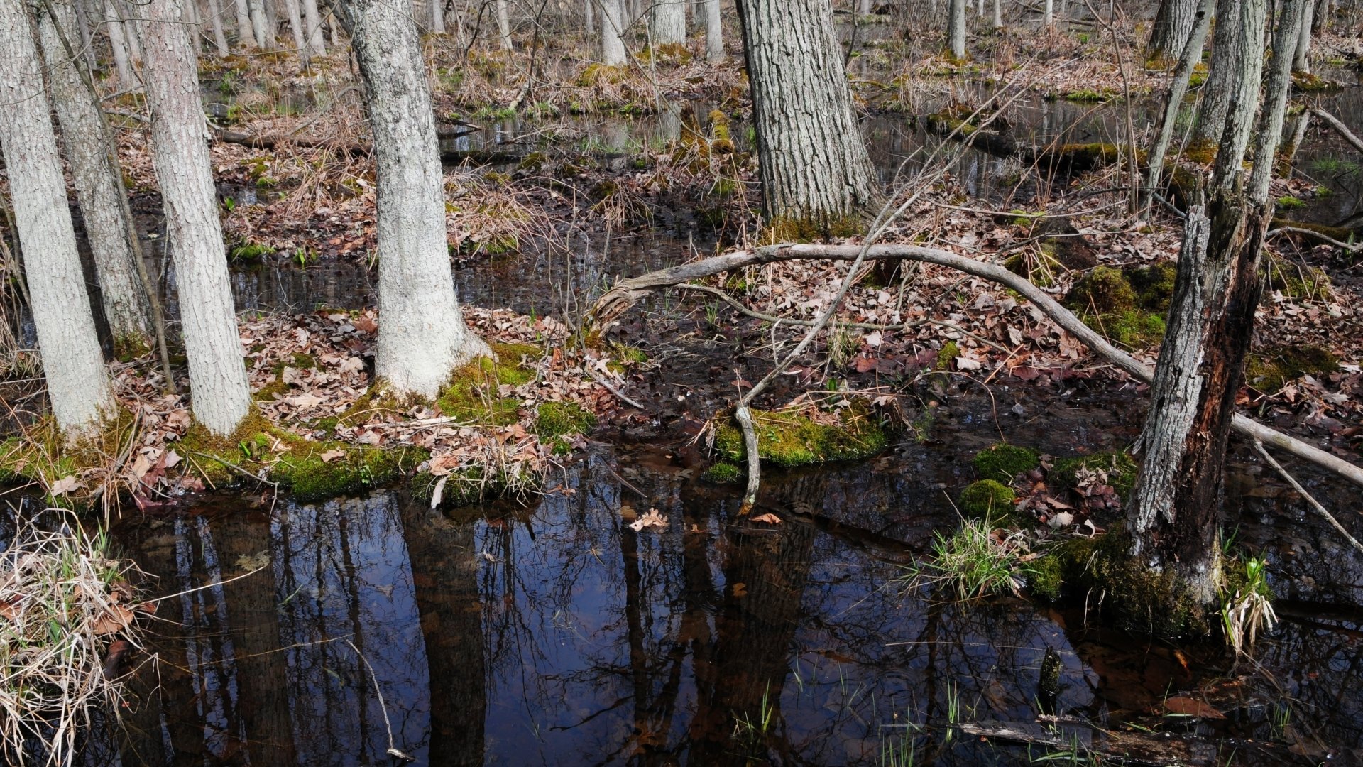 Swamp HD Wallpaper | Background Image | 1920x1080