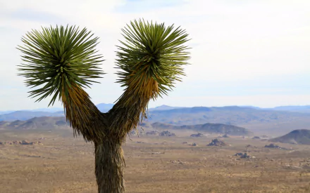 nature Joshua Tree National Park HD Desktop Wallpaper | Background Image