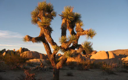 nature Joshua Tree National Park HD Desktop Wallpaper | Background Image