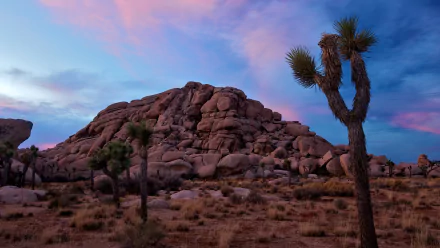 nature Joshua Tree National Park HD Desktop Wallpaper | Background Image
