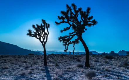 HD desktop wallpaper featuring silhouetted Joshua trees in the California desert at dusk, capturing the natural beauty of Joshua Tree National Park, USA.