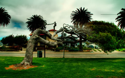 nature twisted tree HD Desktop Wallpaper | Background Image